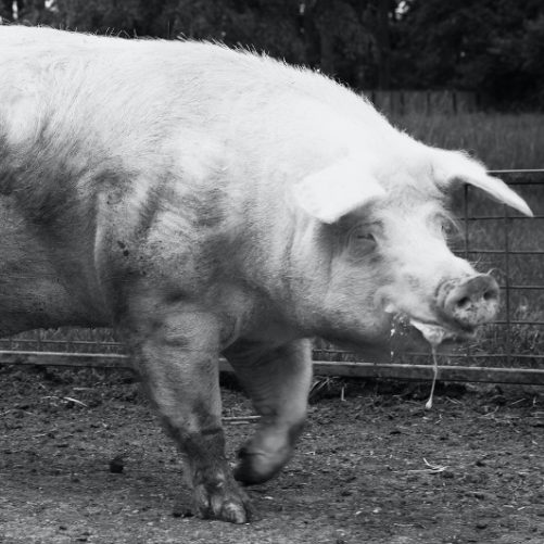 cochon verrat Alt